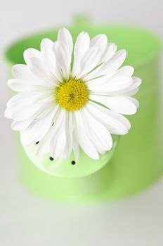 Close up of a white daisy-like Chrysanthemum inserted in the the nozzle of a green watering can to signify Spring.