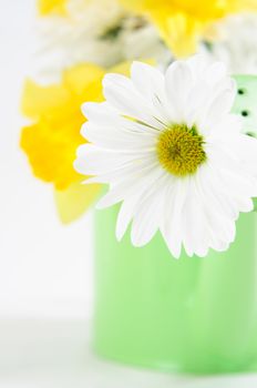 Close up of a white Chrysanthemum in a green watering can, with yellow daffodils in soft focus in the background.