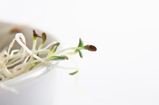 Close up (macro) of Alfalfa beansprouts left of frame in white bowl.  Copy space to right.