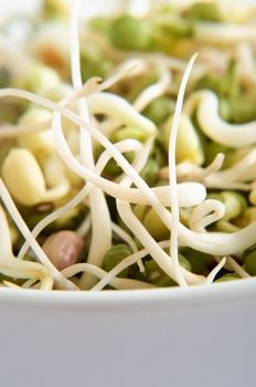 Close up (macro) of mung beansprouts inside the edge of a china bowl.  Portrait (vertical) orientation.