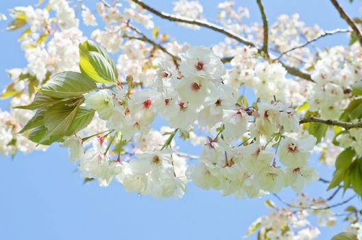 Branches filled with white and pink cherry blossom flowers against a light, bright blue sky.  Landscape orientation.