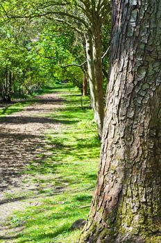 A sun dappled empty woodland path lined with trees. leading into the distance. Large tree in foreground to right of frame.  Portrait orientation.