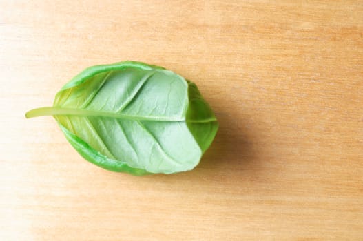Close up of a single basil leaf shot from overhead on an old, worn, light wood table, which provides copy space to the right side.