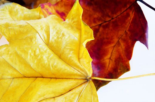 Close up (macro) of two Autumn leaves.  Bright yellow leaf in foreground, deep red to pink in background.
