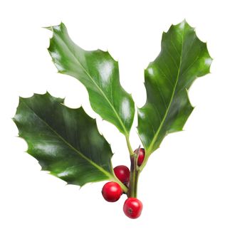 A Christmas cut-out.  Sprig of three holly leaves with red berries, isolated on white background. 
