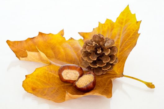 A single Sycamore leaf  in Autumn shades of gold and orange, facing upwards and holding two chestnuts (conkers) and a fir cone.  Reflective surface beneath.