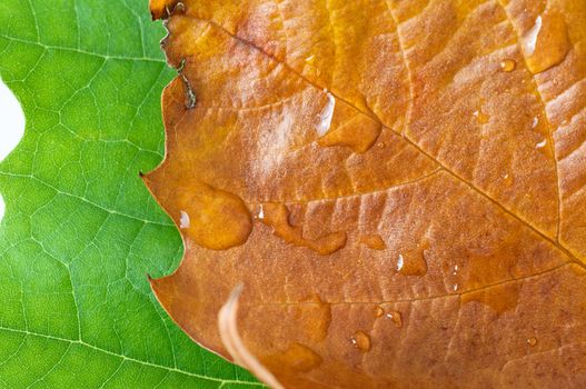 Close up (macro) of a green Summer leaf, overlapped by a decaying golden Autumn leaf with water drops.  Illustrating the change of seasons.