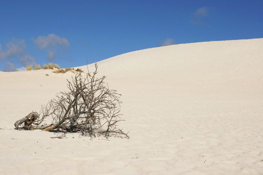 Dunes of Little Sahara, Kangaroo Island, South Australia