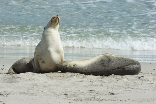 Seals colony on Seal Bay, Kangaroo Island, South Australia