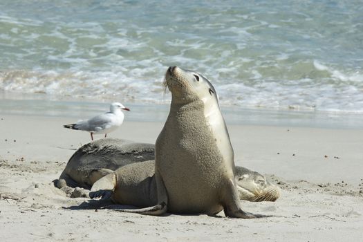 Seals colony on Seal Bay, Kangaroo Island, South Australia