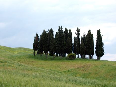 The landscape of the Val d’Orcia. Tuscany. Italy