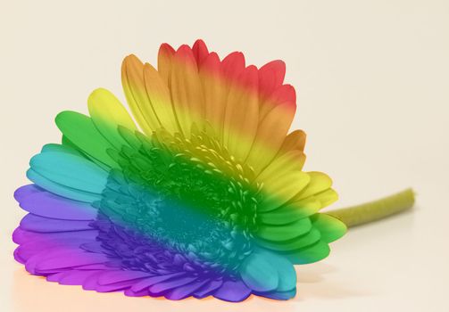 One single gerbera flower in the colors of the rainbow flag