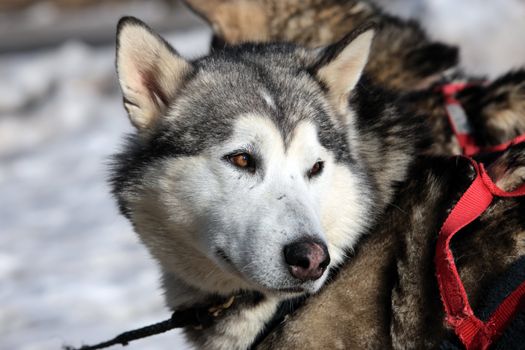 husky dog on alpine mountain in winter