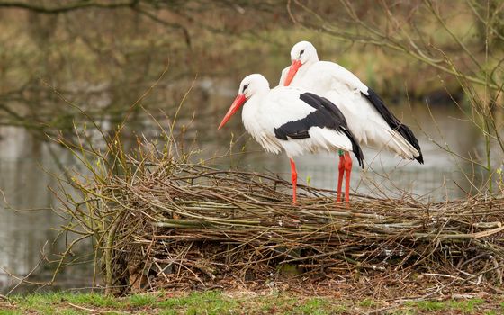Pair of storks standing on their nest