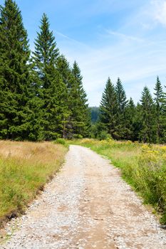 Landscape of a walking trail and firs