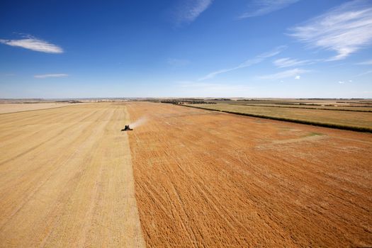 Aerial view of a combine harvesting lentils on the open prairie