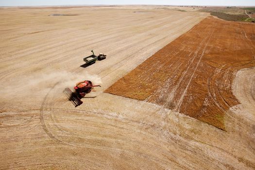 A grain cart waits for a combine on a prairie lentil field