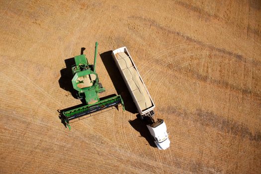 Harvester on a field emptying lentils into a semi-truck