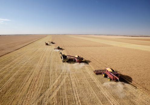 Four harvesters combining in formation in a field on the open prairie