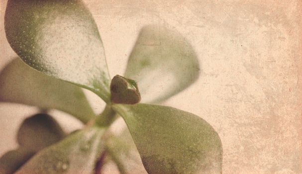 textured old paper background with Crassula ovata C. argentea