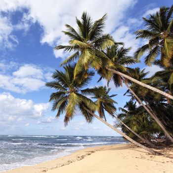 beautiful caribbean beach with palm trees in summer