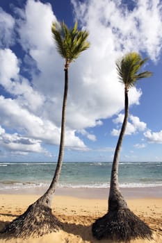 beautiful caribbean beach with palm trees in summer