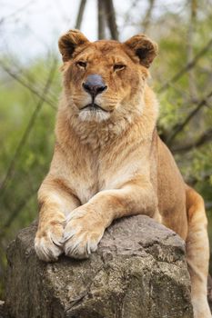 lioness portrait on a rock