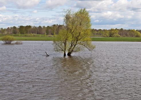 Tree standing in water during a spring flood