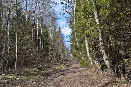 Dirt road in spring forest