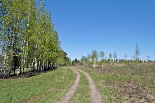 Country dirt road near the forest, spring sunny day