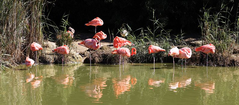 lot of flamingos on water in summer