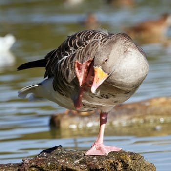 goose on a rock in a park