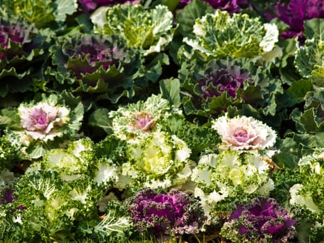 Colorful flowering cabbage in nature