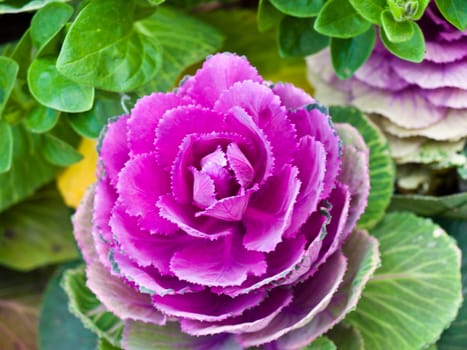Violet flowering cabbage in nature