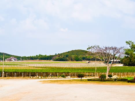Wine yard in Nakorn Ratchasima, Thailand