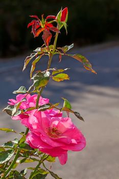 This image shows a pink rose
