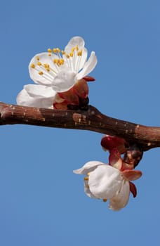 apricot tree blossom over blue sky