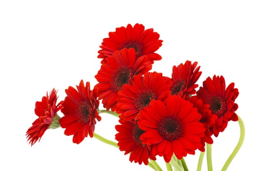 gerbera flowers