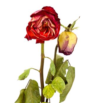 two dried roses