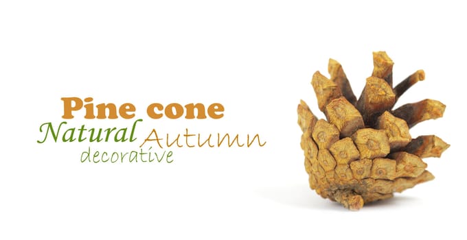 Pine cone isolated on white, clipping path included