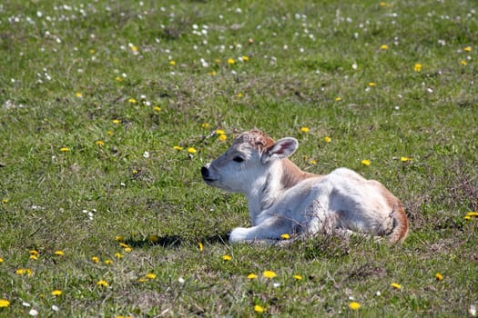 cute little calf lying on pasture