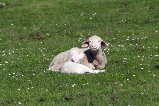 lambs lying on pasture farm scene