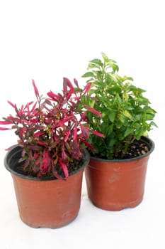 Greenhouse farming of colorful flowers