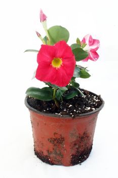 Nursery flower in a pot