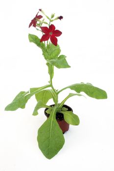 Nursery flower in a pot