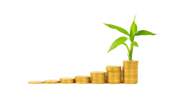 gold coins and plant isolated on white