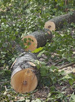 Logs of a sawed down tree laying on the ground