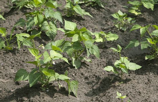 Sprouts of kidney beans in a vegetable garden