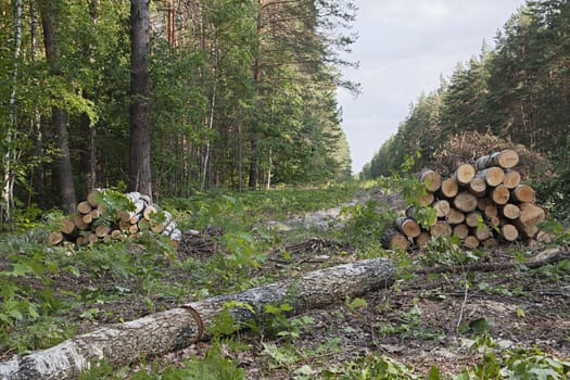 New clearing in a forest with tree trunks laying on the ground