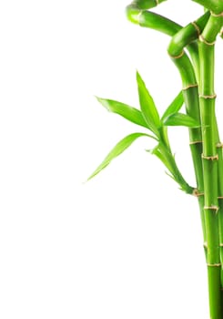 Bamboo